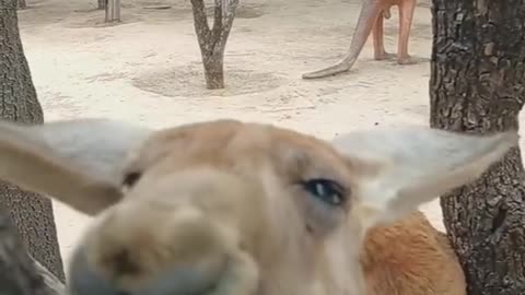 Animal fun