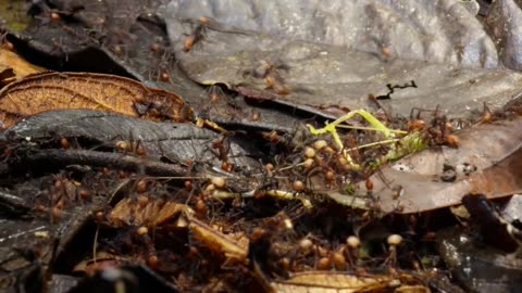 Nature's Tiny Terrors_ Army Ants vs. Blind Hunters!