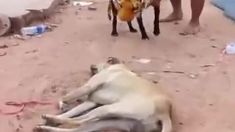 Title: Prank Dog with Fake Tiger So Funny Dogs Prank Try To Stop Laugh 2025