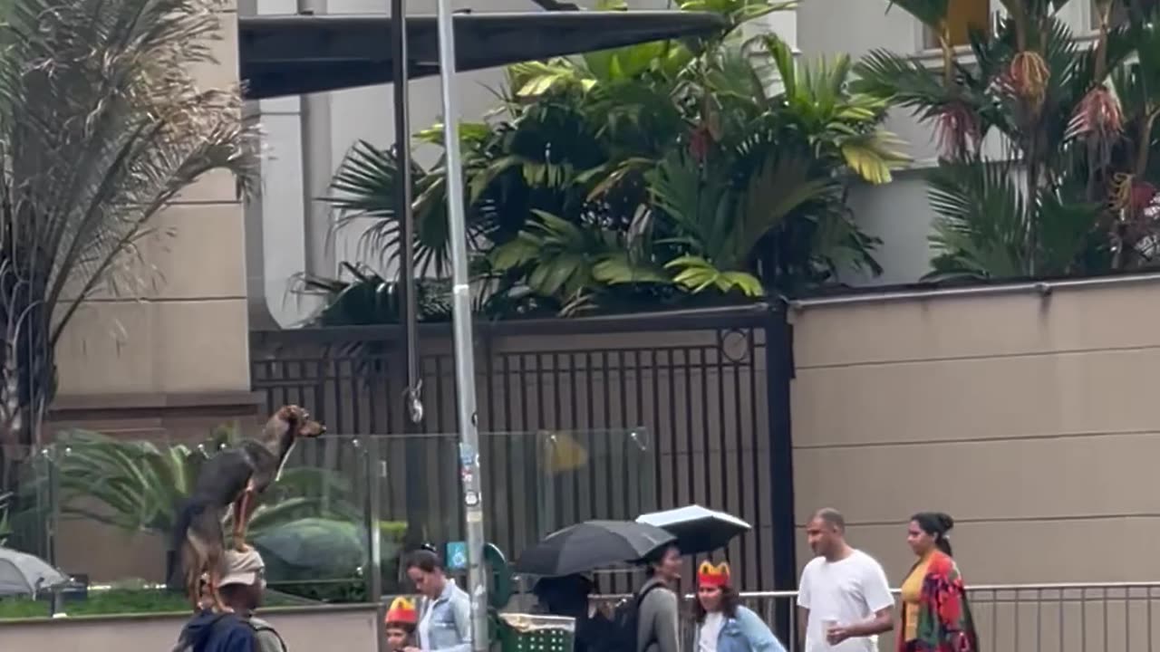 Puppy Riding on Man's Shoulders