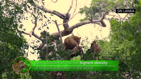 Yala National Park | Sri Lanka | An epic safari experience