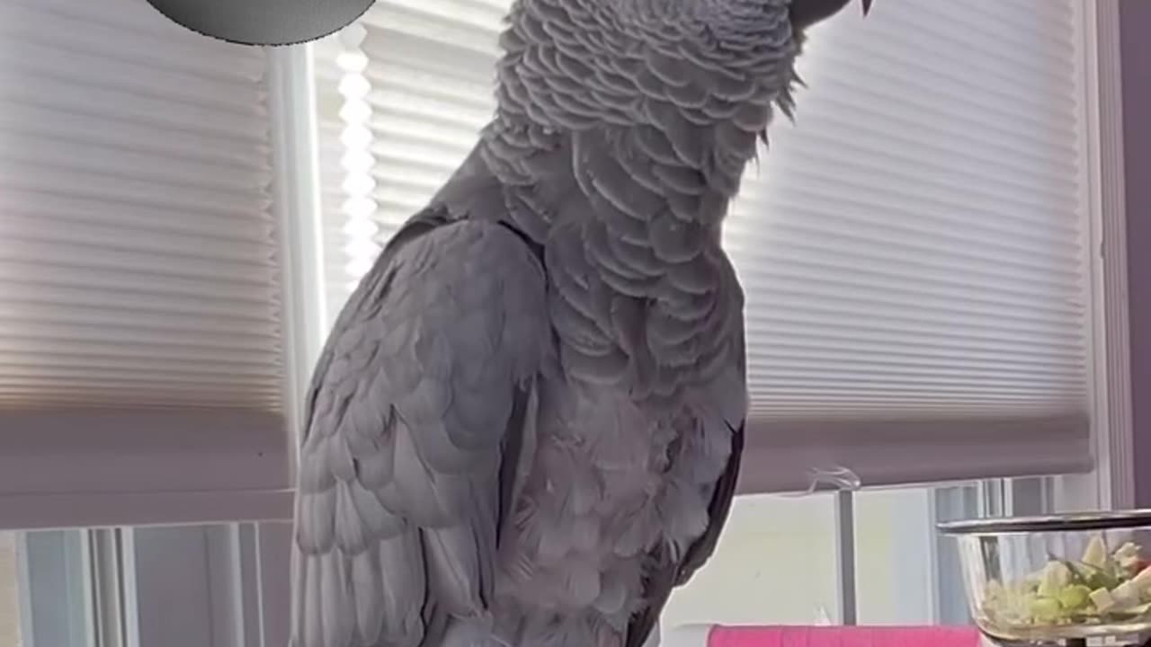 parrot vs alexa – who’s the boss? 😂