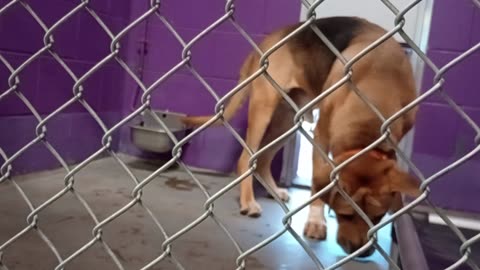 Nugget 5y Pet Id 946758 kennel 15 HSSAZ shelter he can be talky but kept him preoccupied20250801568