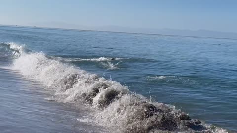 Seal and Dog Play Fetch in the Ocean