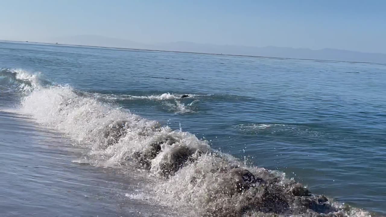 Seal and Dog Play Fetch in the Ocean