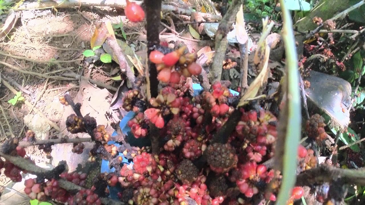 Native Fruit Harvesting