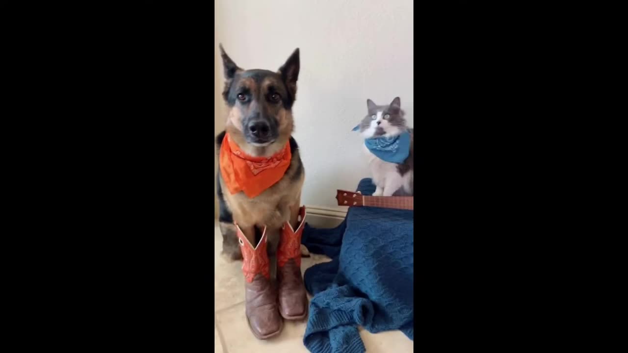 Funny Cats and Dogs Video