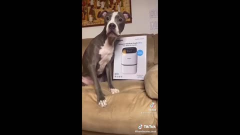 funny cat