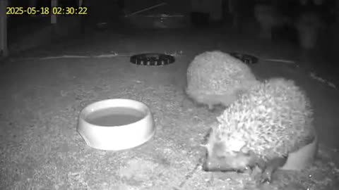 Territorial hedgehog