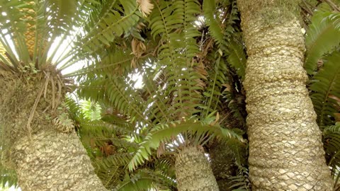 Africa's Hidden Kingdoms: Series 1_Gardens in the Clouds