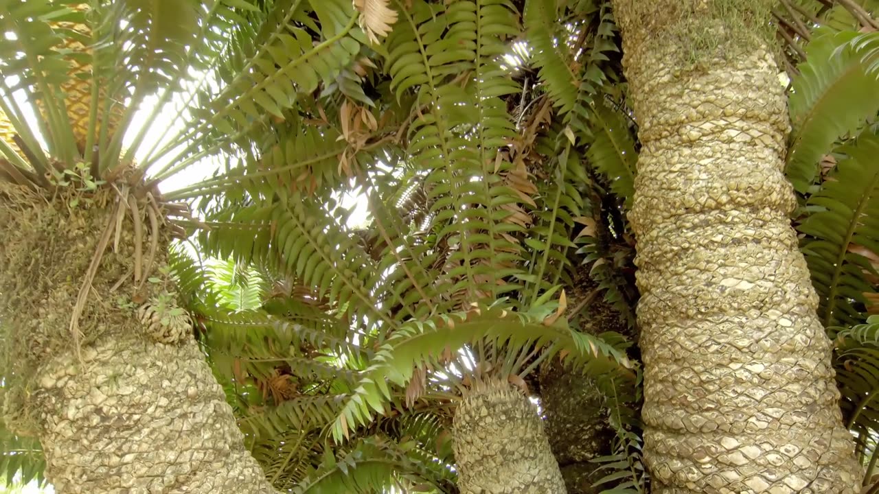 Africa's Hidden Kingdoms: Series 1_Gardens in the Clouds