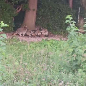 6 raccoons