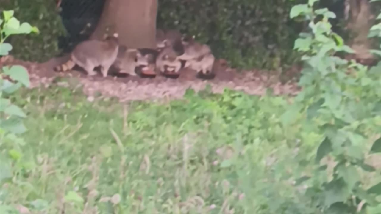 6 raccoons