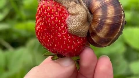 Snail Resting on a Fresh Strawberry