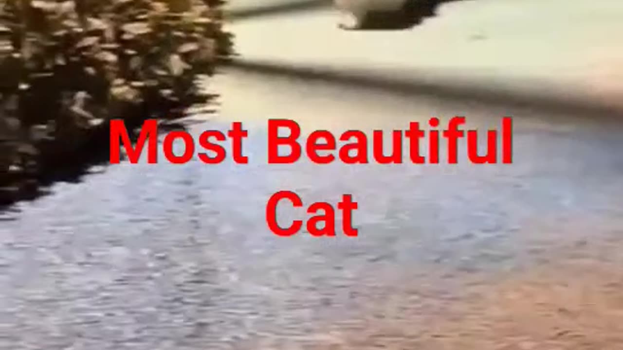 Beautiful Cat