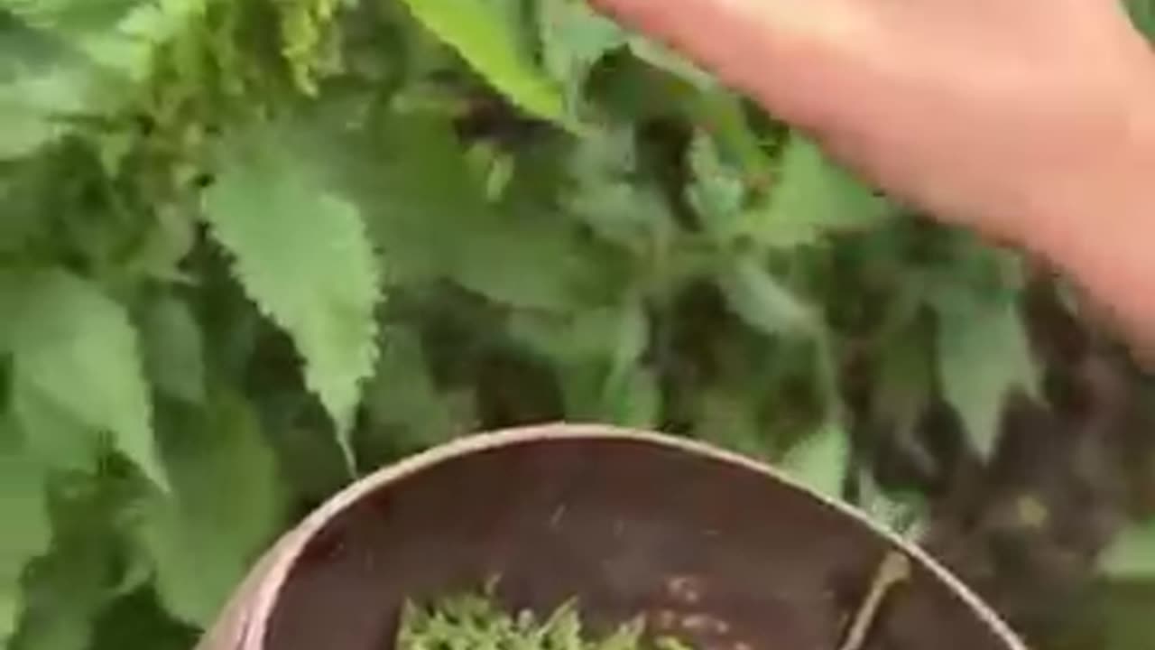 Kopřiva je superpotravina