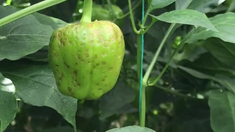TSWV (Tomato Spotted Wilt Virus)