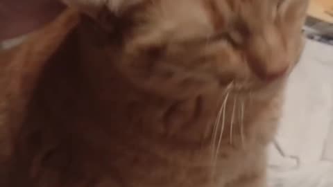 Watch me pet this fat, stinky cat