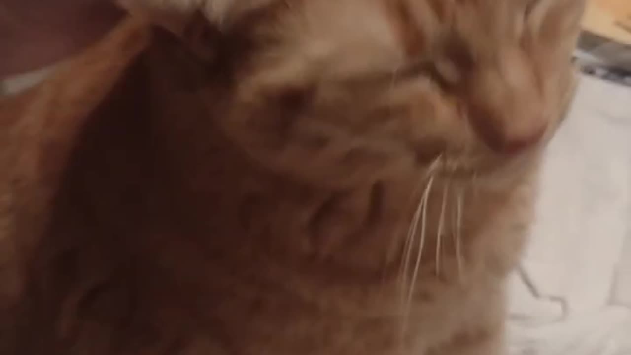 Watch me pet this fat, stinky cat