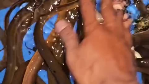 Boy Finds Fish Traps Full in Wild Mountains | Raw Nature & Survival Life"