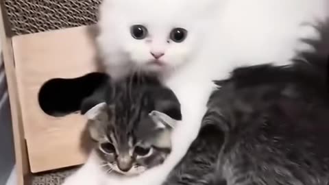 Funny Animals