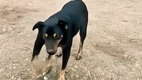 haw possible 🤔 dog dance