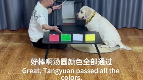 狗狗辩色，满分通关，确认不是色盲！Dog color discrimination, full score clearance, confirm not color blindness!
