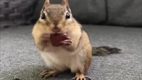 Squirrel 🐿️ eating food very funny video