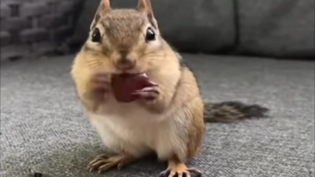 Squirrel 🐿️ eating food very funny video