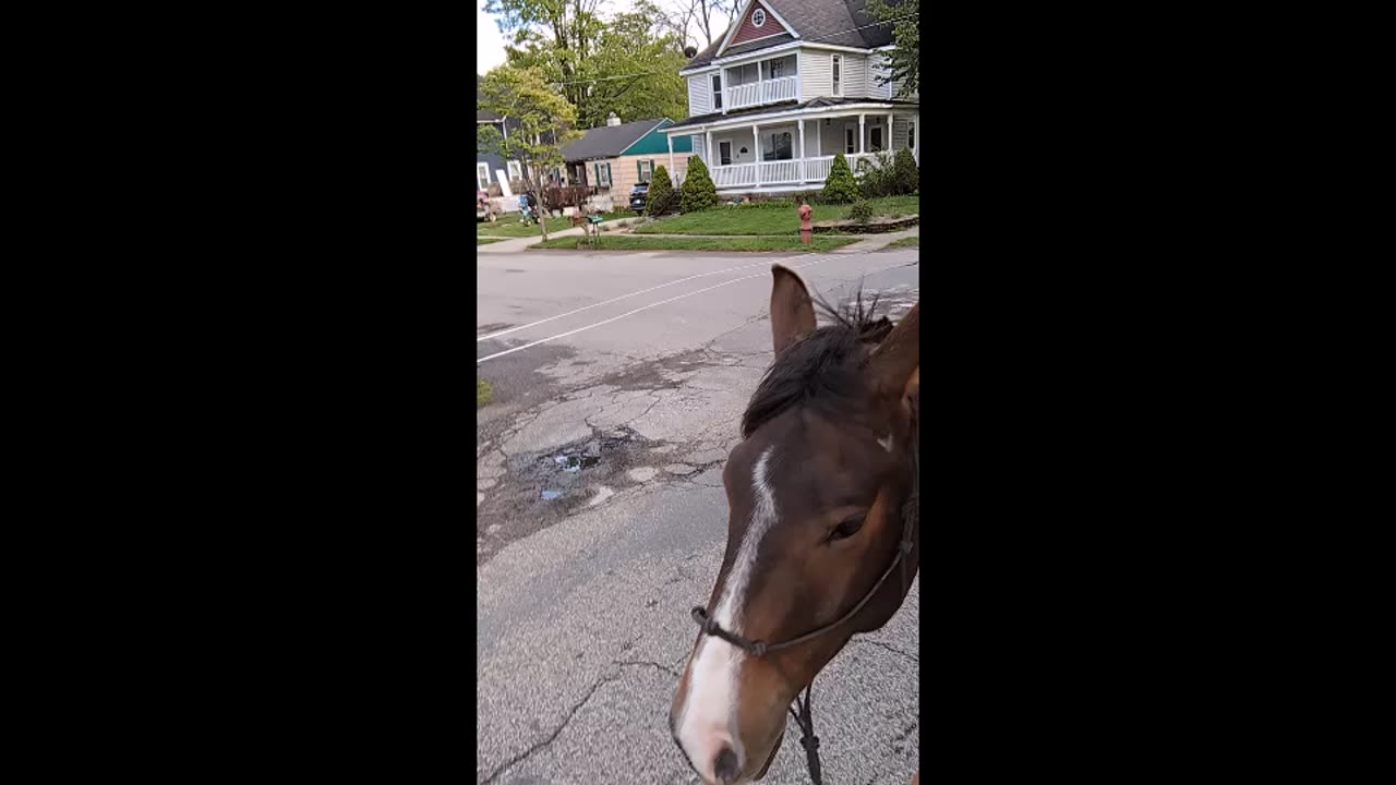 Horses in the Village - 6 May 2025