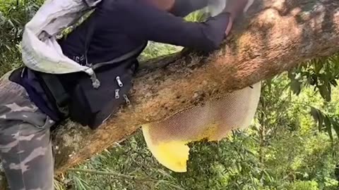 Risky Honey Hunting Deep in the Rain Forest