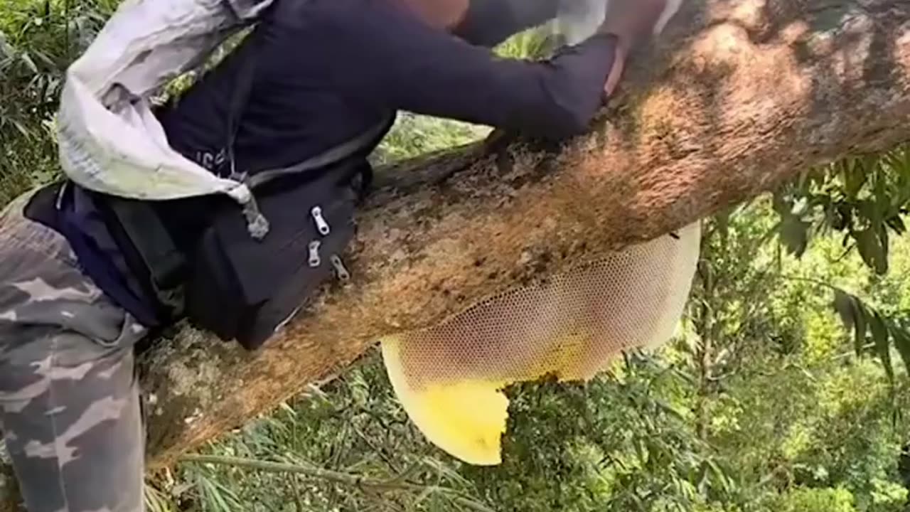 Risky Honey Hunting Deep in the Rain Forest