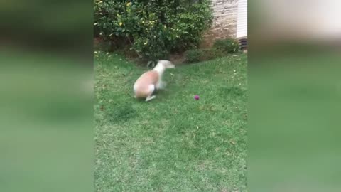 FUNNY AND WIERD ANIMALS😂