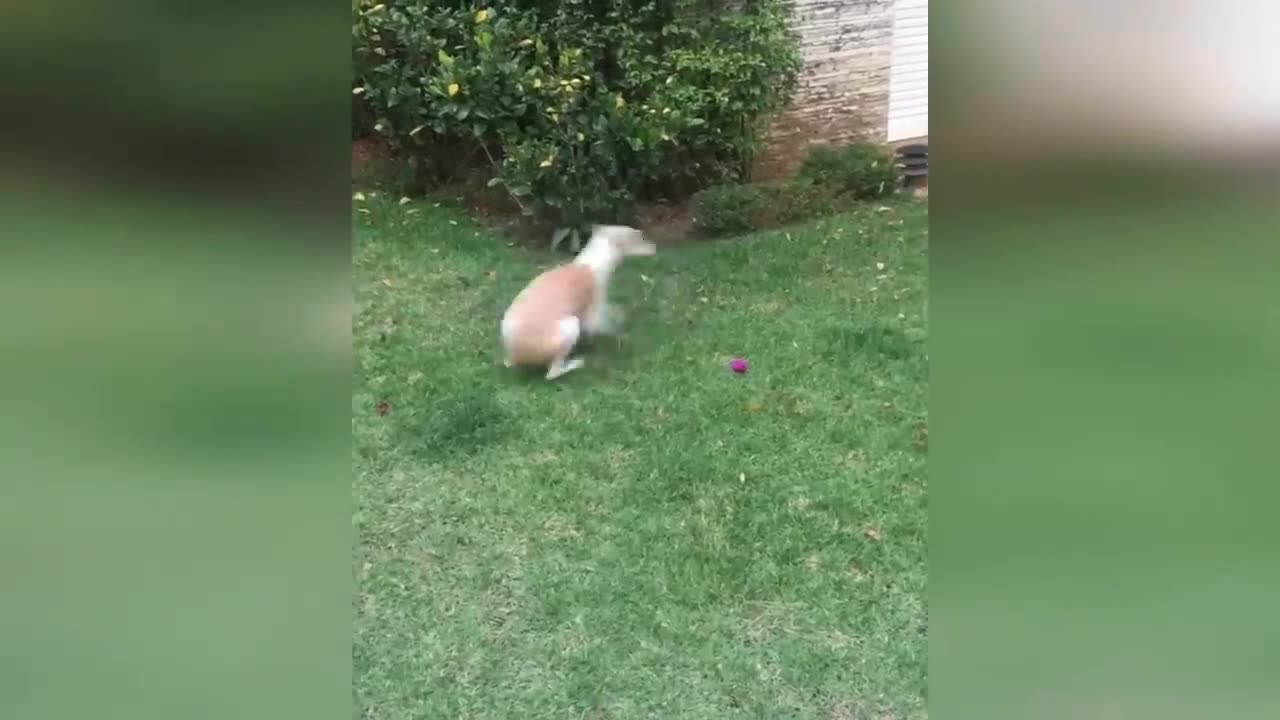 FUNNY AND WIERD ANIMALS😂