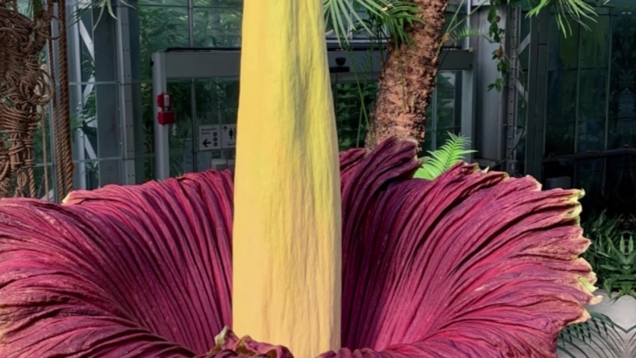 🌸 The World's Smelliest Flower! 😱 | Corpse Flower Shocking Fact