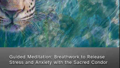 Reduce Stress and Anxiety Guided Meditation with the Sacred Condor (clip from patreon) #meditation