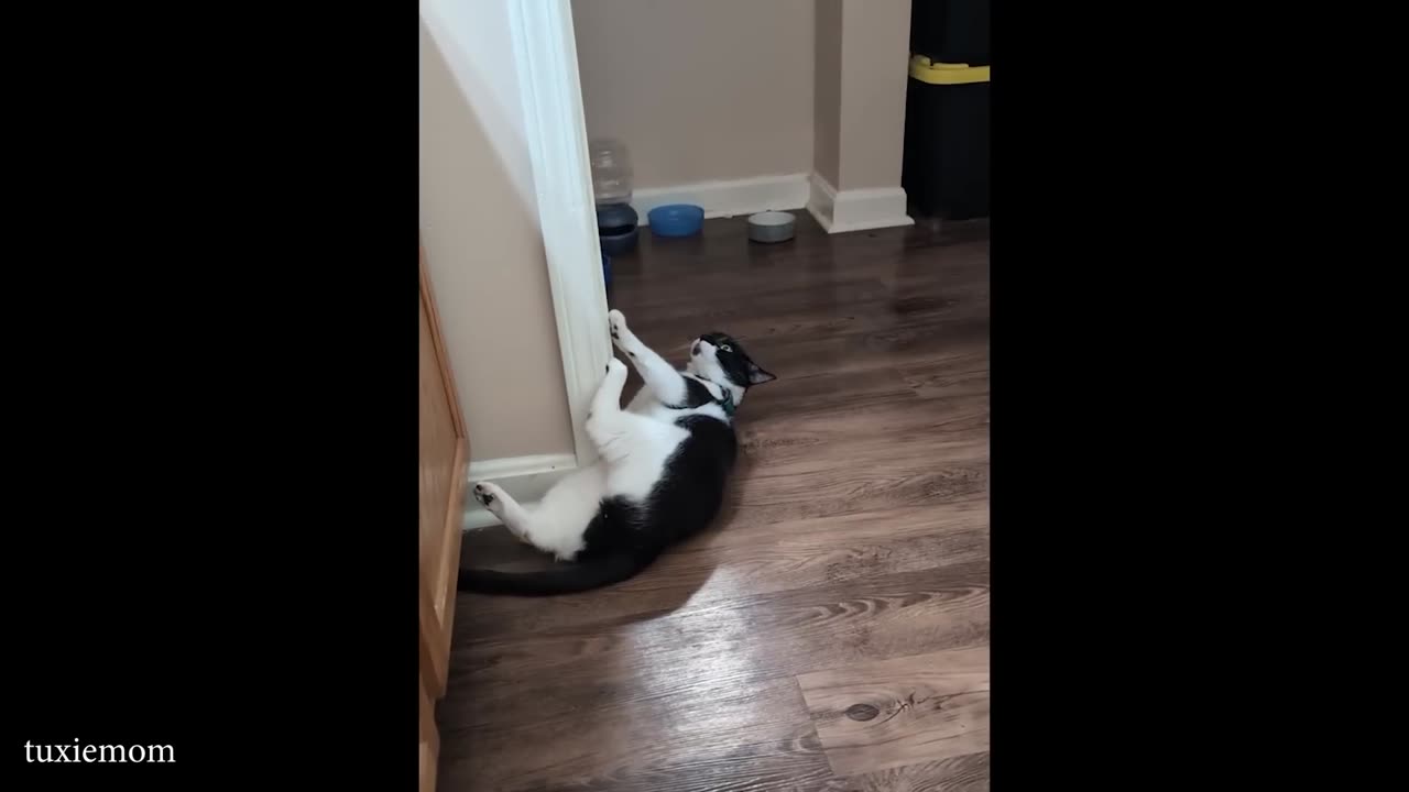 When Tuxedo Cats Were Born To Be Comedians