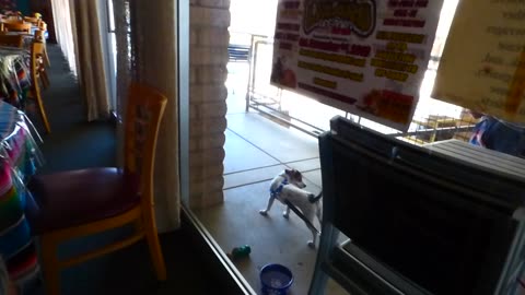 Cute dog yelping with excitement