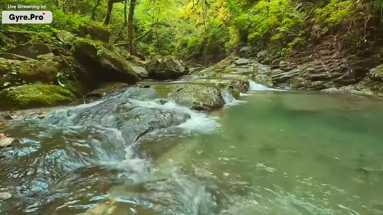 Nature Sounds: Relaxing Sounds of Mountain Stream in the Forest | for Sleep and Meditation