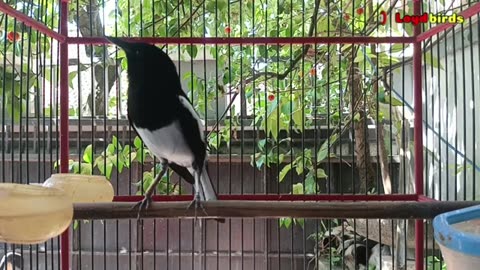 PANCINGAN DASAR SUARA KACER NGEPLONG DIJAMIN BKIN KACER BAHAN LANGSUNG IKUT BUNYI GACOR!