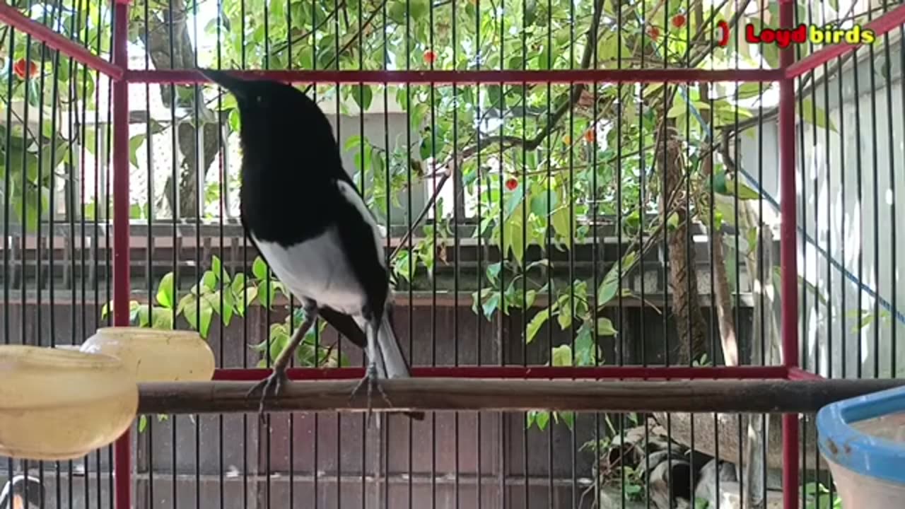 PANCINGAN DASAR SUARA KACER NGEPLONG DIJAMIN BKIN KACER BAHAN LANGSUNG IKUT BUNYI GACOR!