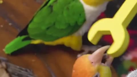 "This Parrot Has a Better Sense of Humor Than Most People!"