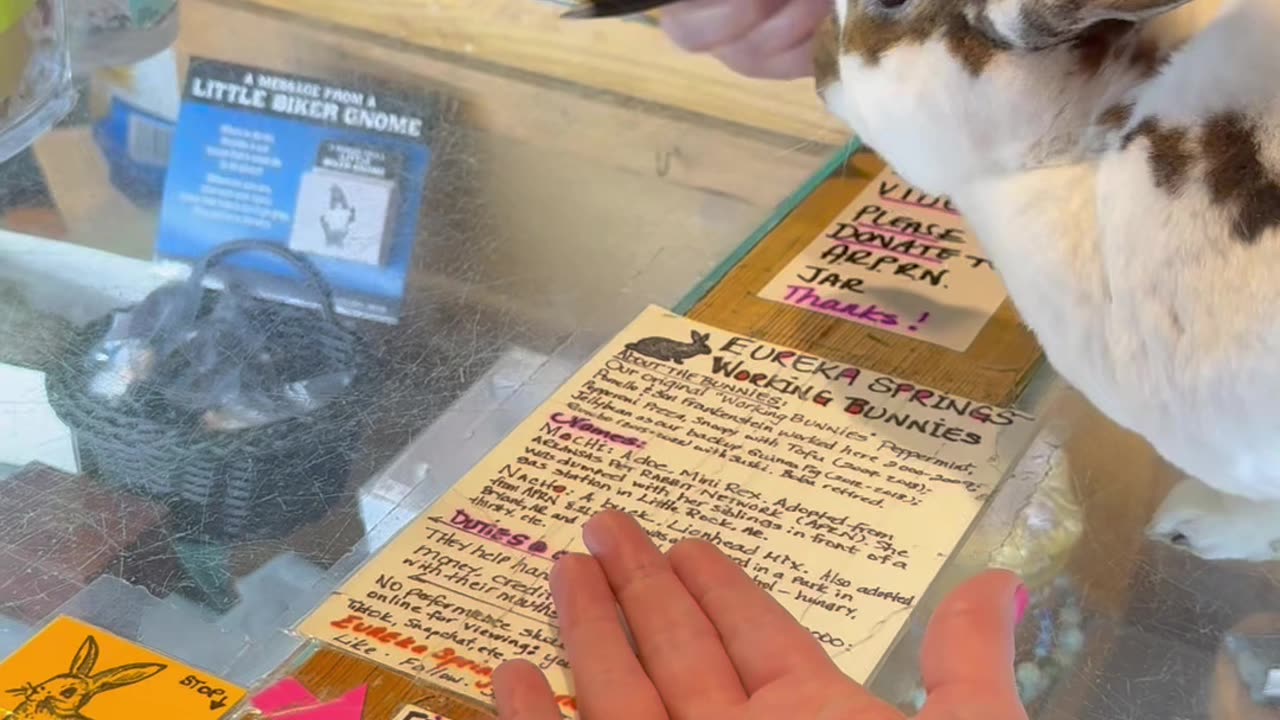 Local Shop Has Bunnies Working the Counter