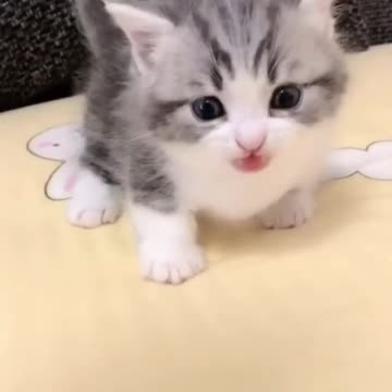 Kitty meowside Looking good, #feline good #Followme