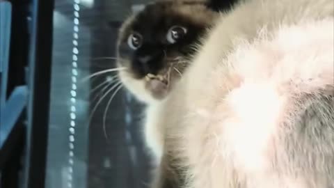 cat memes