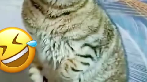 cat funny moment