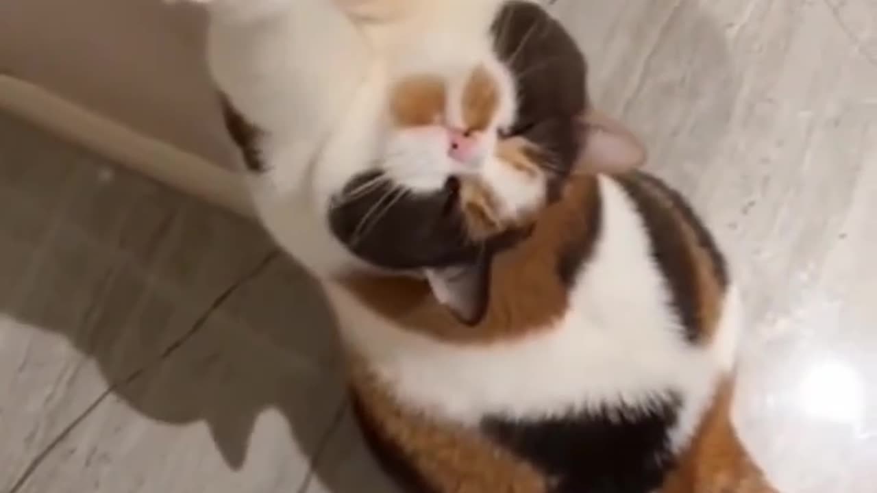 Funany Animals