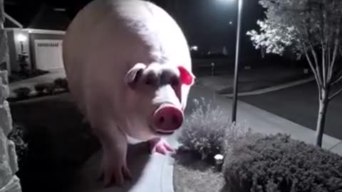Huge pig caught on CCTV #scary #ai #foundfootage #horror