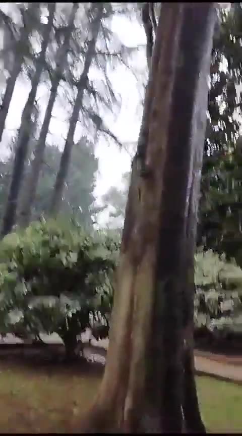 L'eau de pluie mousse comme du savon sur les routes et les arbres... 🤔