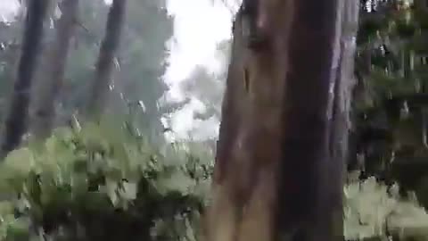 L'eau de pluie mousse comme du savon sur les routes et les arbres... 🤔